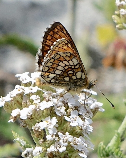 Grison's fritillary